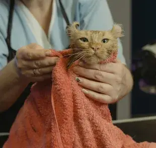 Los gatos se arrancan el pelo por estrés.