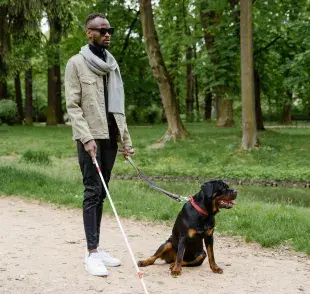 Un perro guía es un animal de servicio entrenado rigurosamente para asistir a personas con discapacidades visuales.