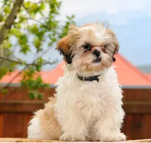 Los perros necesitan aproximadamente tres semanas para adaptarse.