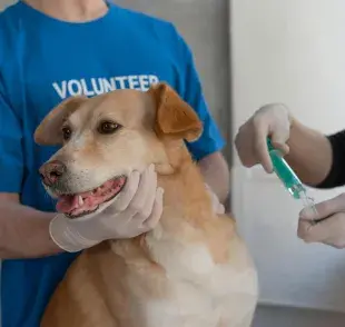 Gracias a las vacunas, han bajado los niveles de distemper en Chile.