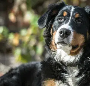 Adoptar a un perro senil te garantiza más amor y fidelidad.