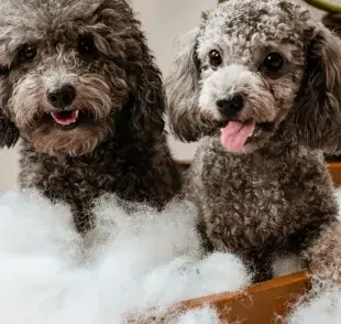 Si bañas a tu perro y sigue oliendo mal, puede ser un problema de salud. 