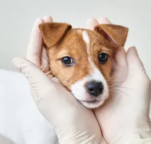 Tener un cachorrito requiere un cambio significativo en tu rutina diaria.