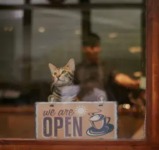 Estas cafeterías en CDMX promueven la adopción de gatos. 