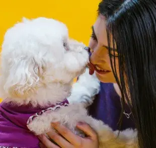 Los French Poodles son de los perros más cariñosos.