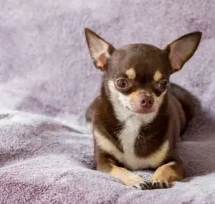 Debido a su tamaño diminuto, los Chihuahuas pueden sentirse fácilmente amenazados.