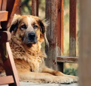 Recuerda que debes cambiarle la dieta a tu perro conforme crece. 