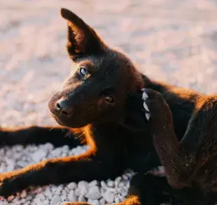 Durante el calor es más probable que tu mascota se llene de garrapatas.