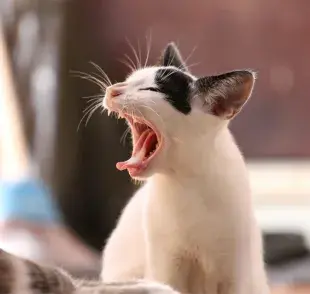 Evita el mal olor de boca de tu gato lavándole los dientes.