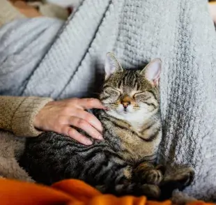 Los dueños afectan el entorno y la rutina de sus gatos, lo que a su vez moldea su comportamiento.