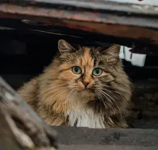 Es "normal" que un gato viejo se esconda; puede ser señal de dolor.