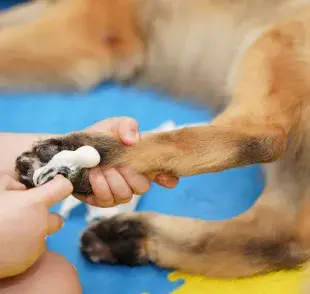 Existen toallitas especialmente formuladas para mascotas, diseñadas con ingredientes suaves y libres de químicos.