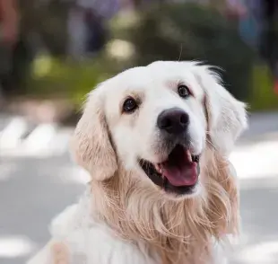 El primer celo en una perrita suele ocurrir entre los 6 y 12 meses de edad.