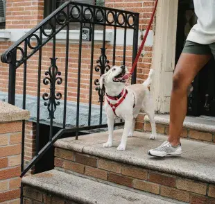 No obligues a tu perro a bajar las escaleras. 