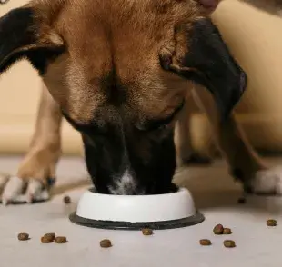 Si tu perro no quiere comer, cámbiale el alimento.