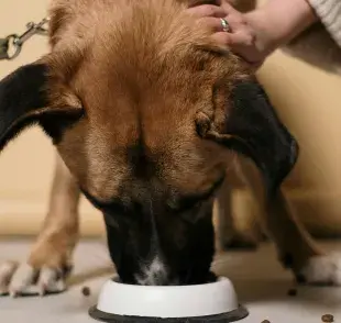 El alimento húmedo es ideal para los perros sin dientes.