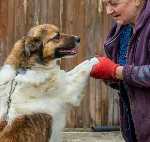 La diferencia entre un perro anciano y uno geriátrico tiene que ver con la energía y cuidados.