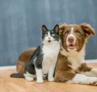 Este día es ideal para promover la adopción responsable y la esterilización.