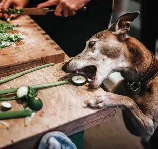 Uno de los beneficios más curiosos del apio es que ayuda a mejorar el aliento de los perros. 