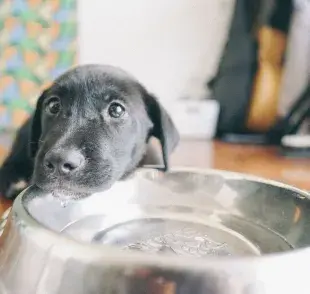 Asegúrate de que tu cachorro tenga acceso constante a agua fresca y limpia. 