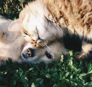 Recuerda que una gata puede tener celos varias veces al año.