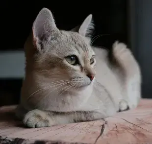 La demencia en gatos se desarrolla gradualmente.