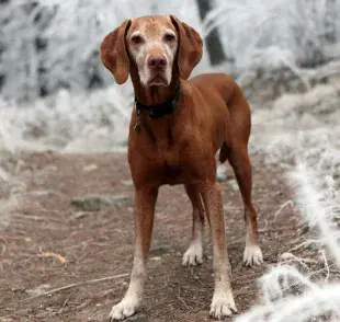 Recuerda que el ejercicio es básico para que tu perro tenga una mejor calidad de vida.