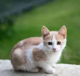 Es vital seleccionar un alimento formulado específicamente para gatitos.