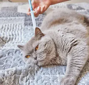 La administración de estas vacunas comienza en gatitos a partir de las 8 semanas de edad.