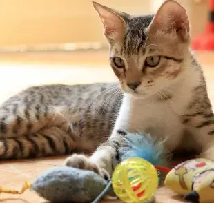 Los juguetes dentales ayudan a mantener los dientes de tu gato sanos. 