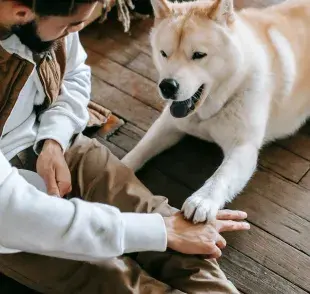 Los ojos de un perro son ventanas a su alma.