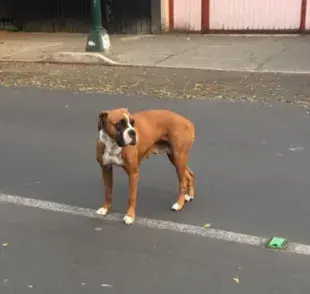 Los habitantes de Tiflis han adoptado una actitud amable hacia los perros sin hogar.