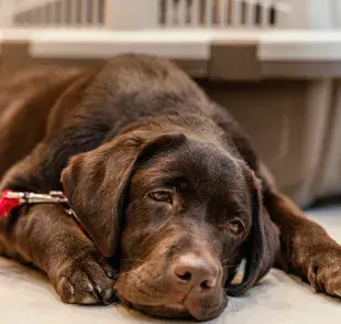 Durante el verano, mantén hidratado a tu perro para evitar golpes de calor.