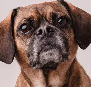 Si tu perro piede los dientes, que cambiarle el alimento.