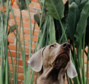 Existen plantas que le pueden provocar diarrea a tu perro. Evítalas.