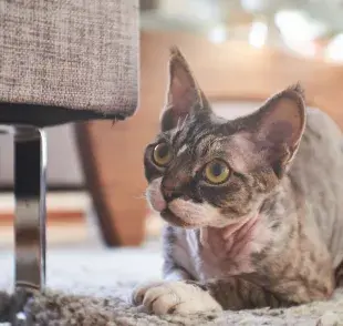 Un gato estresado puede esconderse más de la gente y sus dueños.