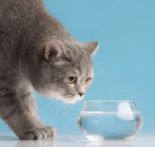 Si tu gato no quiere tomar agua, puedes darle alimento húmedo.