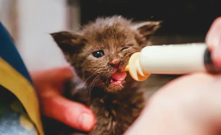 Después de alimentarse con la leche para gatitos bebés, debes estimular su zona ano-genital para ayudarlo a defecar.