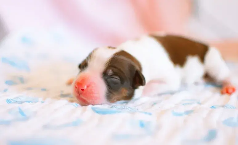 Los cachorros abren sus ojos en los primeros 10 a 14 días de nacidos