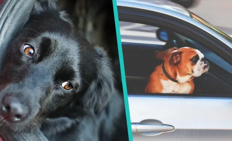 ¿Por qué los perros vomitan cuando pasean dentro del auto?