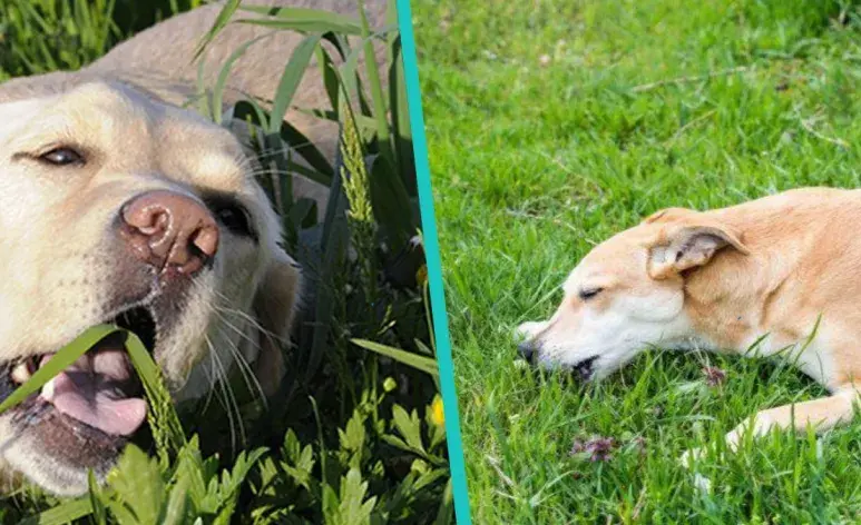 Los perros no siempre comen pasto para purgarse, te decimos los motivos