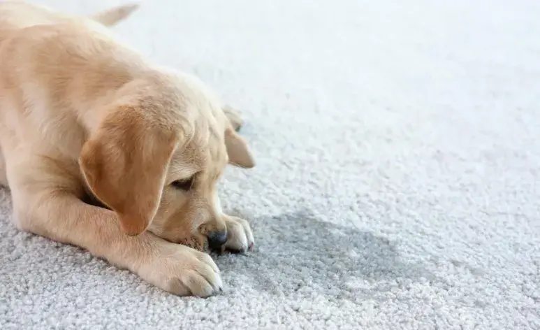 5 consejos infalibles para eliminar el olor a pipí de perro en casa