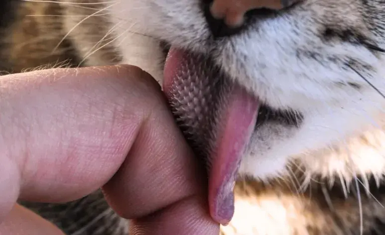 ¿Por qué la lengua de los gatos es rasposa?