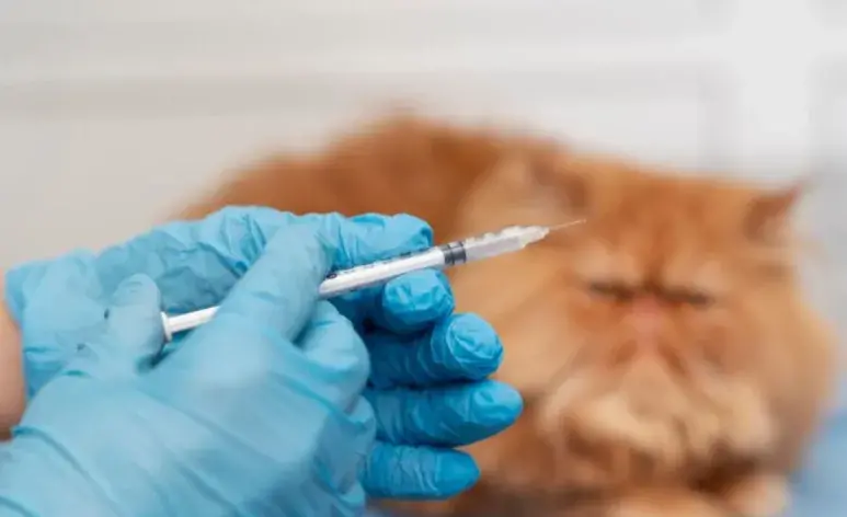 Estas son las vacunas que necesitan los gatos