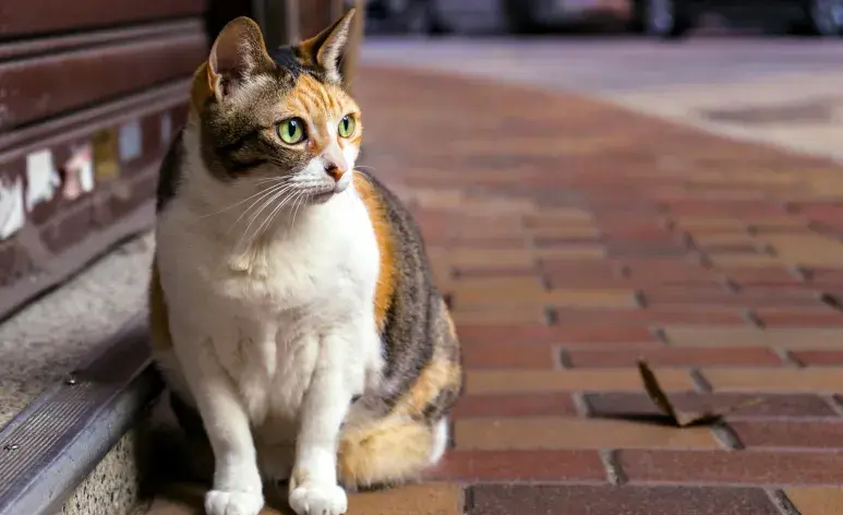 Un gato sentado en la calle. Foto: Pexels/Jimmy Chan