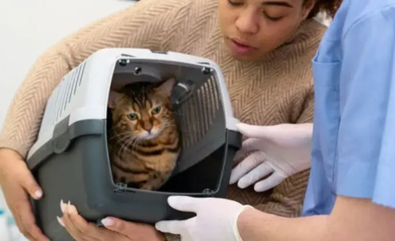 Cómo cuidar a tu gato después de esterilizarlo