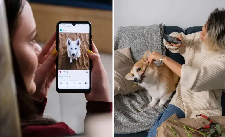 Los perros más seguidos de Instagram. Foto: Pexels