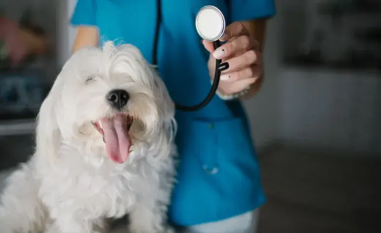 ¿Cada cuánto se debe llevar a tu perro al veterinario?