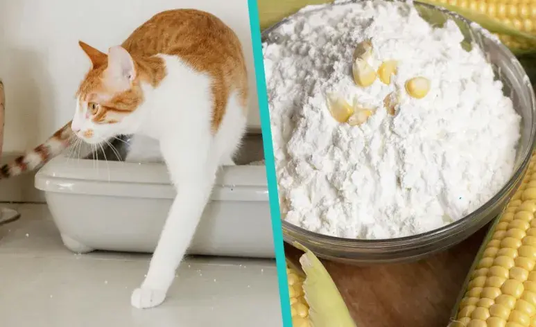Arena de maíz para gatos ¿Puedes hacerla tu mismo?