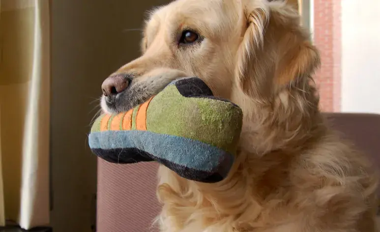 Esto es lo que debes hacer para que tu perro no muerda tus zapatos